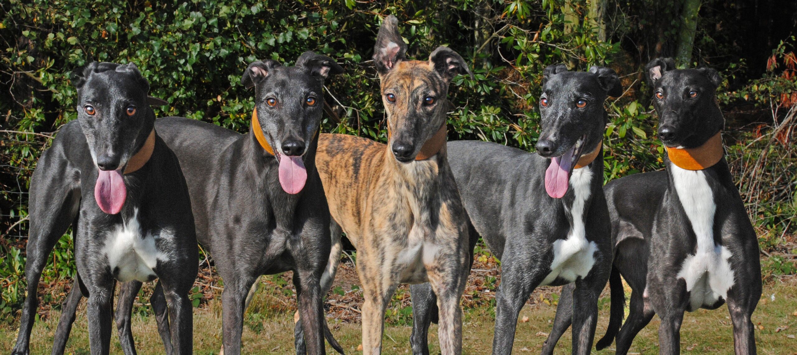 greyhound-homefinders-pets-of-the-week_120_2959565485