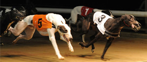 greyhound-racing-fi